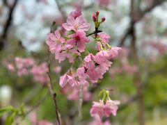 -中国科学院华南植物园