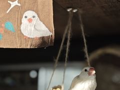 -吉丁鸟咖·异宠·寄养