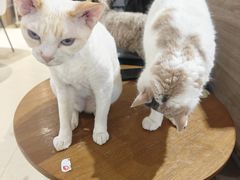 -藏猫猫咖啡主题馆(中央大道店)