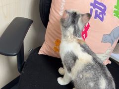 -宠颐生宠物医院外科·内科·皮肤科·影像科(石龙店)