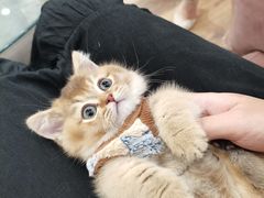-袖虎·猫馆(体育西路店)