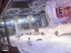 -芜湖新华联大白鲸海洋公园