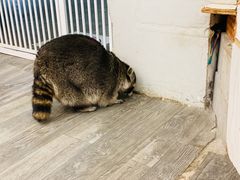 -浣熊柯尔鸭土拨鼠·电玩咖