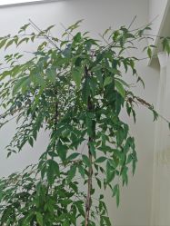 -HEYAN荷妍专业脱毛连锁机构