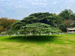 -红梅公园