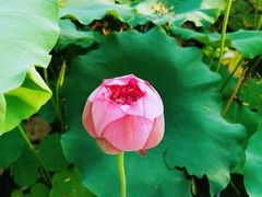 -莲花池公园