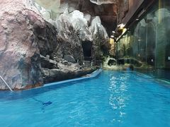 -帝企鹅自助餐厅•儿童岛•真企鹅(长隆企鹅酒店)