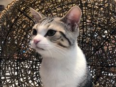 -飞行喵MR PILOT|猫舍·猫咖(静安大融城店)