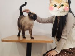 -有猫主题·治愈系猫咖(曾厝垵店)