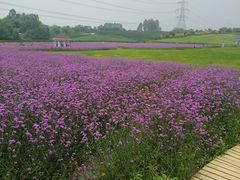 -紫颐香薰山谷景区
