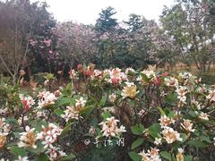 -聚龙山公园