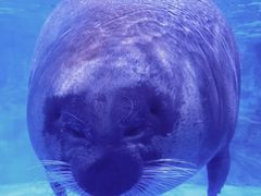 -上海海昌海洋公园