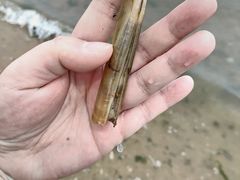 -烟台金沙滩海滨公园