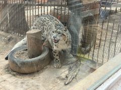 -青藏高原野生动物园