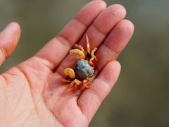 -红树林天天赶海