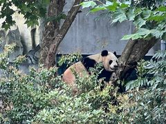 -成都大熊猫繁育研究基地