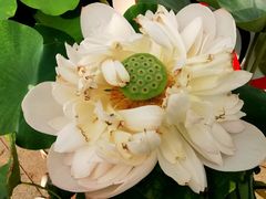 -莲花池公园