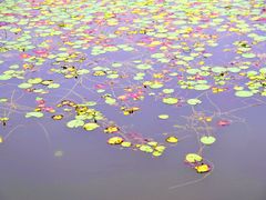 -淇河国家湿地公园