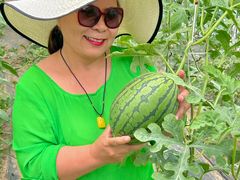 -庞各庄翠芳园西瓜蔬菜基地采摘园