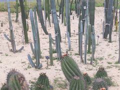 -东莞植物园