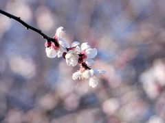 -洛阳市隋唐城遗址植物园