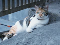 -Again Coffee Roaster(香蜜湖店)