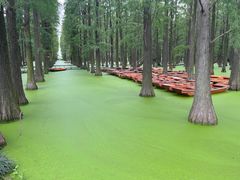 -渌洋湖湿地公园