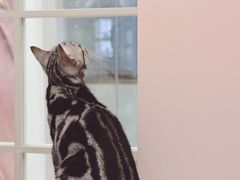 -藦茜花园宠物主题亲子互动体验馆(国顺东路店)