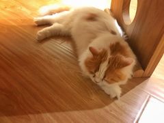 -猫和宫(六道口店)