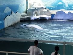 -秦皇岛乐岛海洋王国