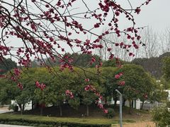 -白塘生态植物园
