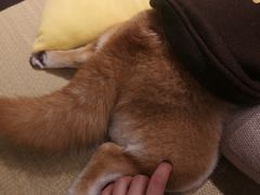-逗柴咖啡屋·狗咖猫咖宠物桌游