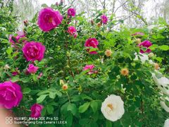 -会宾园·云山宴中餐