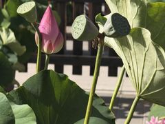 -莲花池公园