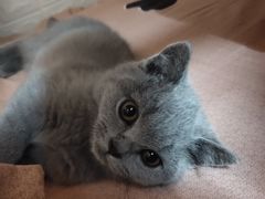 -lincat·猫舍(广州店)