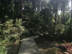 -铁山坪森林公园