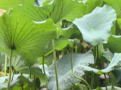 -莲池书院博物馆