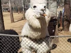 -大连森林动物园