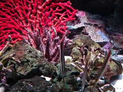 -暹罗海洋世界