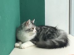 -飞行喵MR PILOT|猫舍·猫咖(静安大融城店)