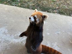 -杭州野生动物世界