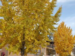 -天正河鲀·河豚亭(大连店)