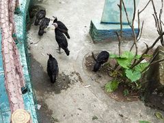 -百万葵园
