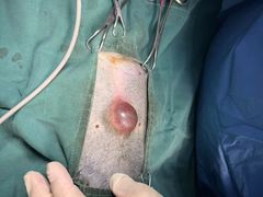 -瑞派申生动物医院·24H夜诊·国际动物医疗中心·骨外科(吴中路店)