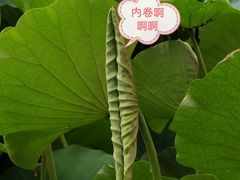 -绍兴镜湖国家城市湿地公园