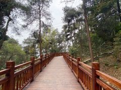 -铁山坪森林公园