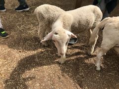 -费瑟代尔野生动物园