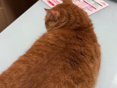 -宠福鑫康馨动物医院·骨科·眼科
