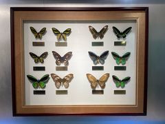 -上海昆虫博物馆