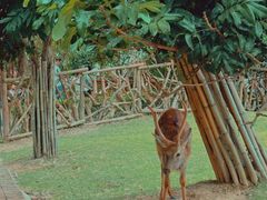 -泉州海丝野生动物世界